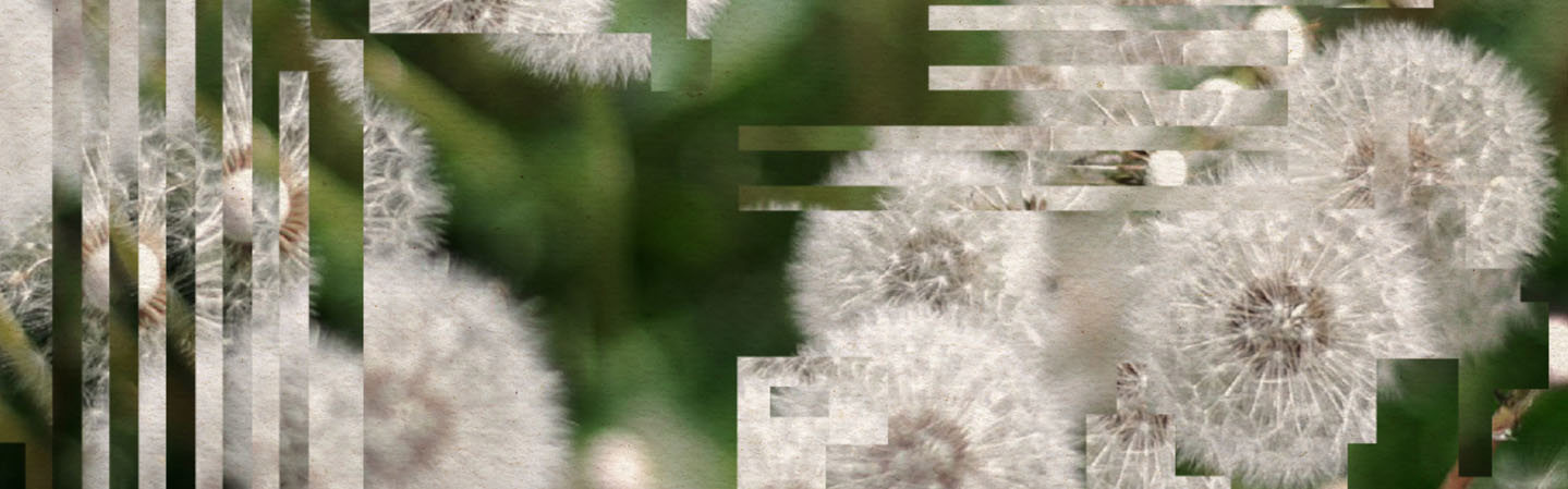  94 Ett närbildfoto av några maskrosor, men bilden är något förvrängd av digitala artefakter.